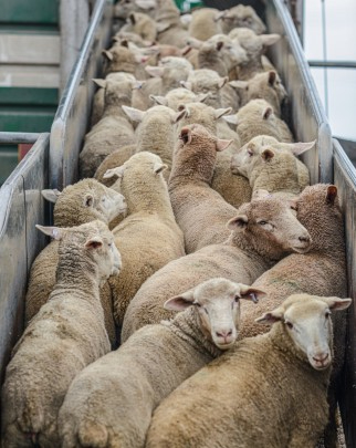 Live animal export | Sentient, The Veterinary Institute for Animal Ethics